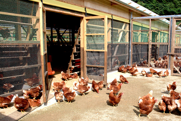 運動場付き鶏舎で鶏たちは自由に運動